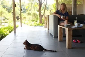 [インドネシアのパリピ秘境・ギリ島旅行記26] 3日目・ベンガル猫。彼女の名はスージー