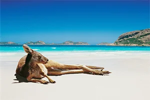 [野生のカンガルーがいる世界一のビーチを目指して！西オーストラリア・ロングドライブ旅行記1] カンガルーが来る絶景ビーチに行きたい！