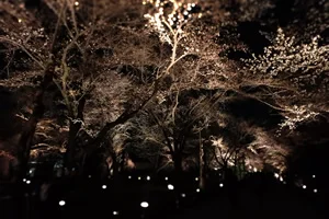 Report of Nijyo Castle Night Illumination 