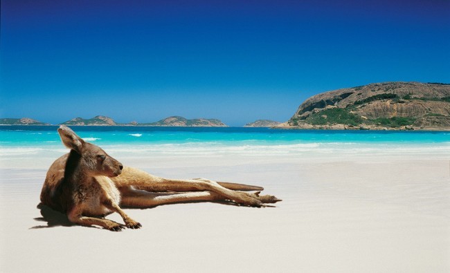 カンガルーが来る絶景ビーチに行きたい 海岸に寝そべるカンガルーに会いに行こう 大自然を巡る西オーストラリア旅行記 1 メジャートリップ 旅行 生活ブログ