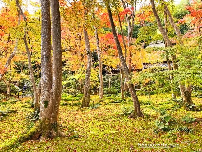 京都 紅葉 見頃 時期