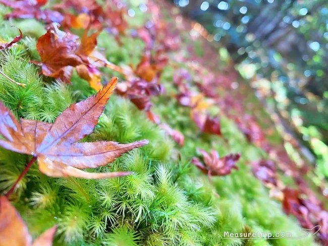 京都 紅葉 見頃 時期