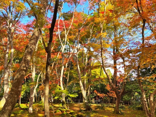 人力車 京都 嵐山 観光