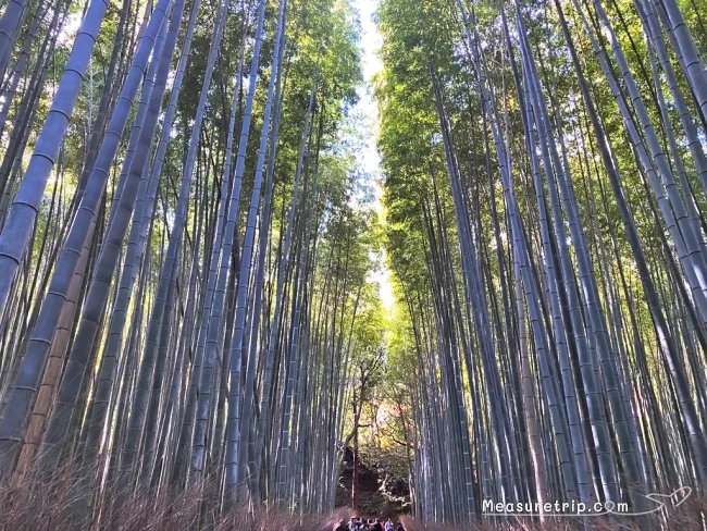 嵯峨野 嵐山 トロッコ列車 乗り方