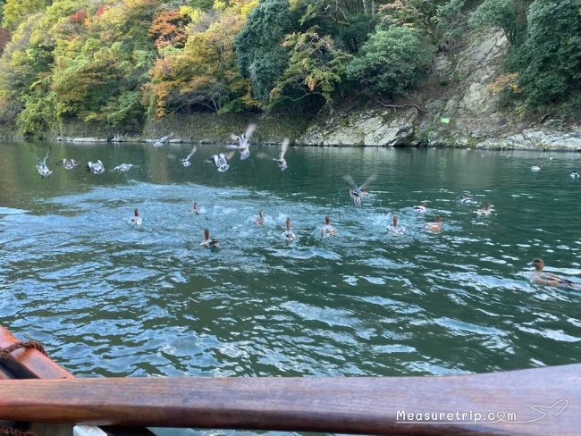 京都 保津川下り 乗り方