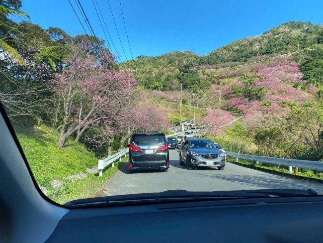 沖縄 お花見 おすすめ いつ