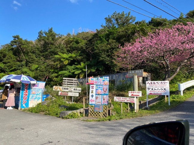 沖縄 お花見 おすすめ いつ