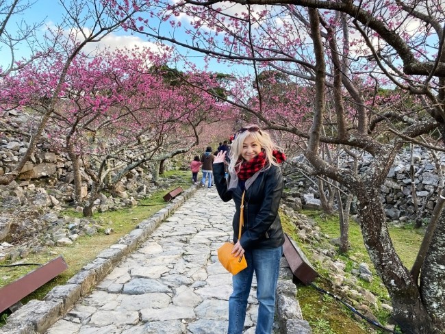 沖縄旅行 冬 おすすめ お花見 今帰仁グスク桜まつり