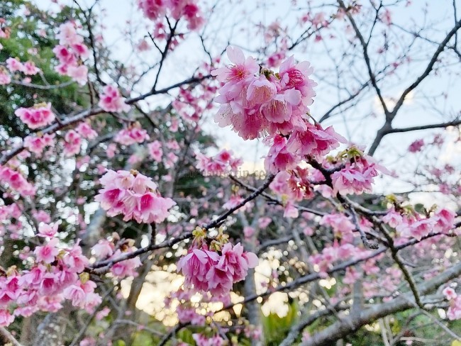 沖縄旅行 冬 おすすめ お花見 今帰仁グスク桜まつり