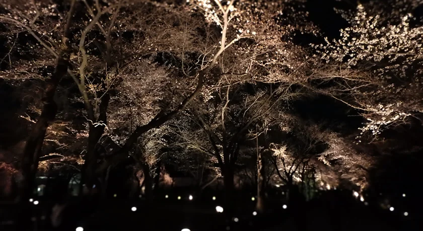 京都二条城 桜のライトアップ