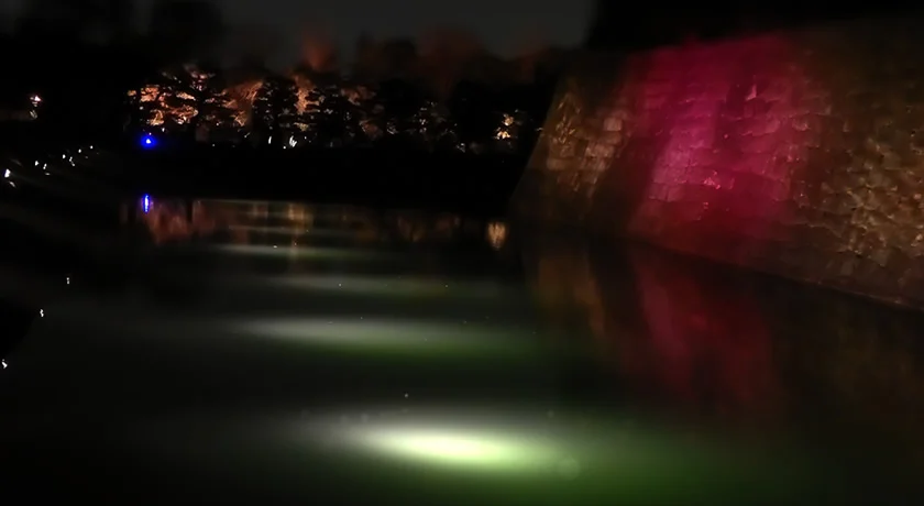 京都二条城 桜のライトアップ