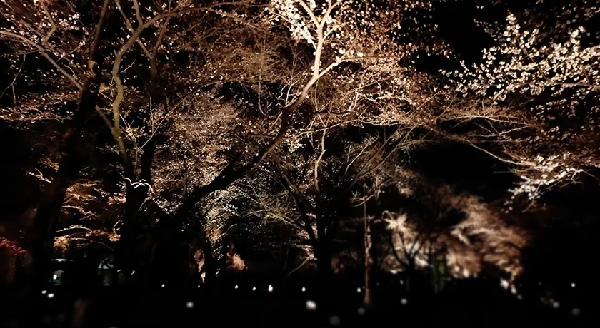京都二条城 桜のライトアップ