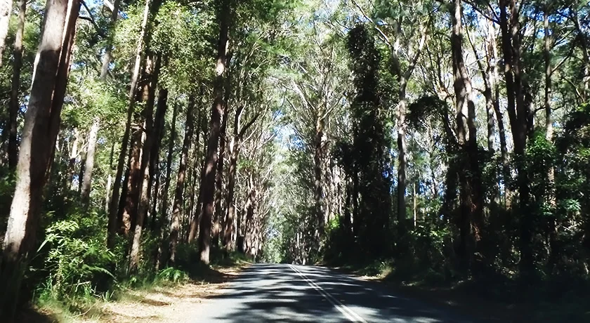 [ゴールドコーストの絶景ビーチへ格安GW旅行記35] 7日目・スプリングブルック国立公園に出発!