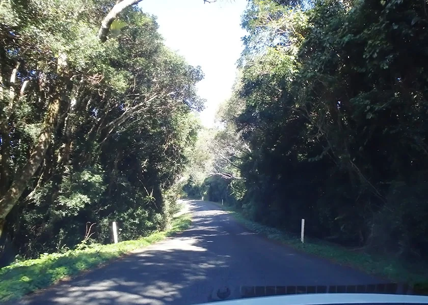 [ゴールドコーストの絶景ビーチへ格安GW旅行記36] 7日目・スプリングブルック国立公園観光ドライブルート(前編)