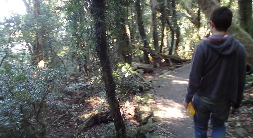 [ゴールドコーストの絶景ビーチへ格安GW旅行記36] 7日目・スプリングブルック国立公園観光ドライブルート(前編)