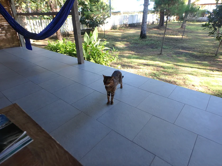 [インドネシアのパリピ秘境・ギリ島旅行記26] 3日目・ベンガル猫。彼女の名はスージー