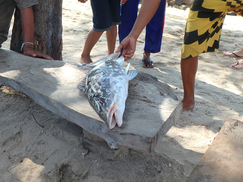 [インドネシアのパリピ秘境・ギリ島旅行記32] デカイ魚が釣れた。食えんのかな?これ。