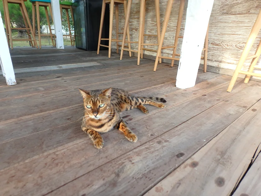 [インドネシアのパリピ秘境・ギリ島旅行記36] あれ?朝食のスイカは甘い。