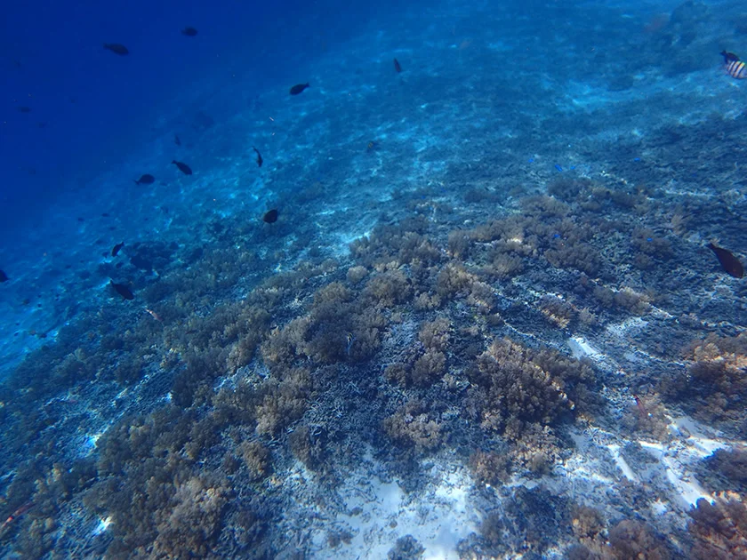 [インドネシアのパリピ秘境・ギリ島旅行記37] まずは近場でシュノーケルで、いきなりウミガメに遭遇。