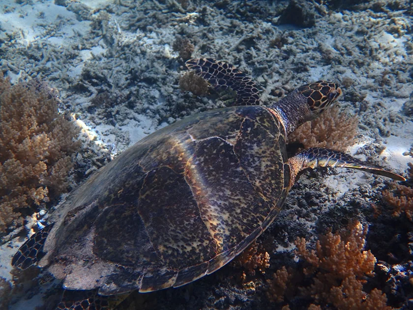 [インドネシアのパリピ秘境・ギリ島旅行記37] まずは近場でシュノーケルで、いきなりウミガメに遭遇。