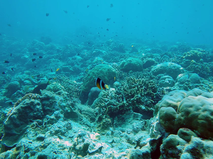 [インドネシアのパリピ秘境・ギリ島旅行記38] ギリ島のアイランドホッピング・ボートシュノーケル