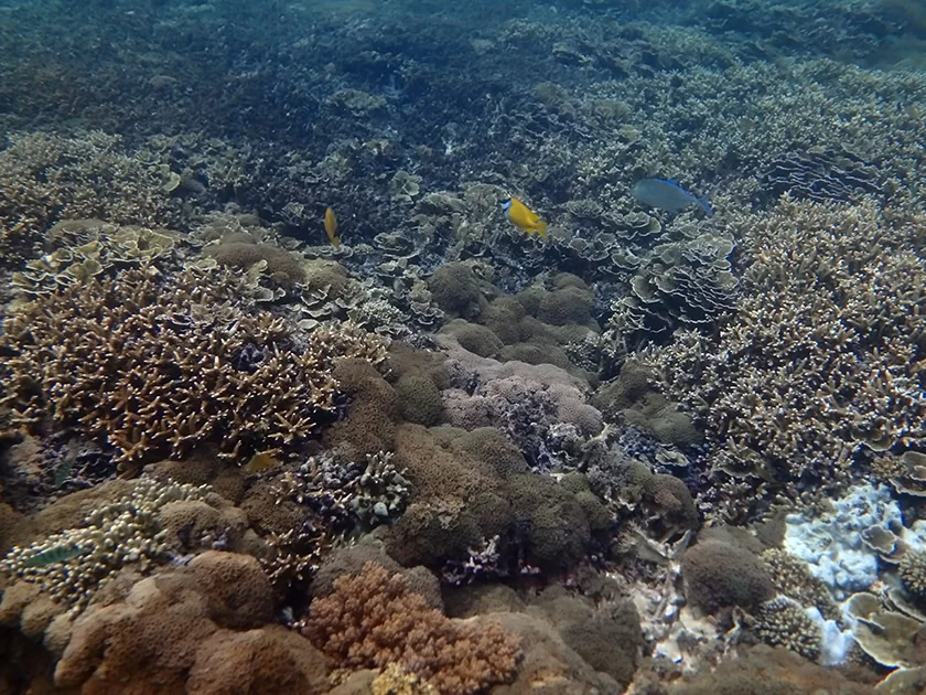 [インドネシアのパリピ秘境・ギリ島旅行記38] ギリ島のアイランドホッピング・ボートシュノーケル