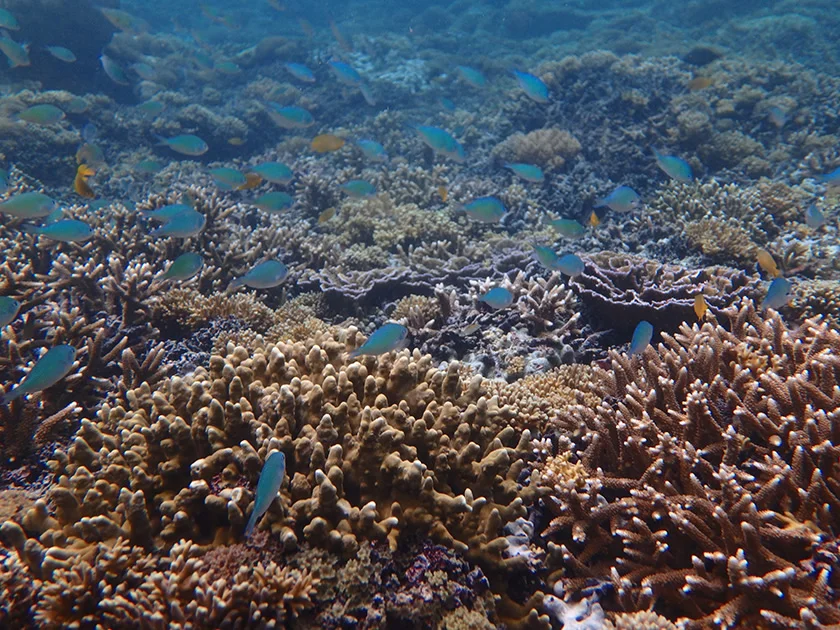 [インドネシアのパリピ秘境・ギリ島旅行記38] ギリ島のアイランドホッピング・ボートシュノーケル