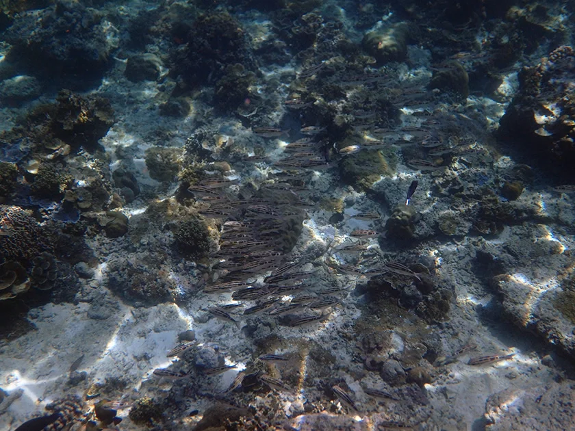 [インドネシアのパリピ秘境・ギリ島旅行記46] トラワンガン島北部の海をビーチからシュノーケルしてみる。