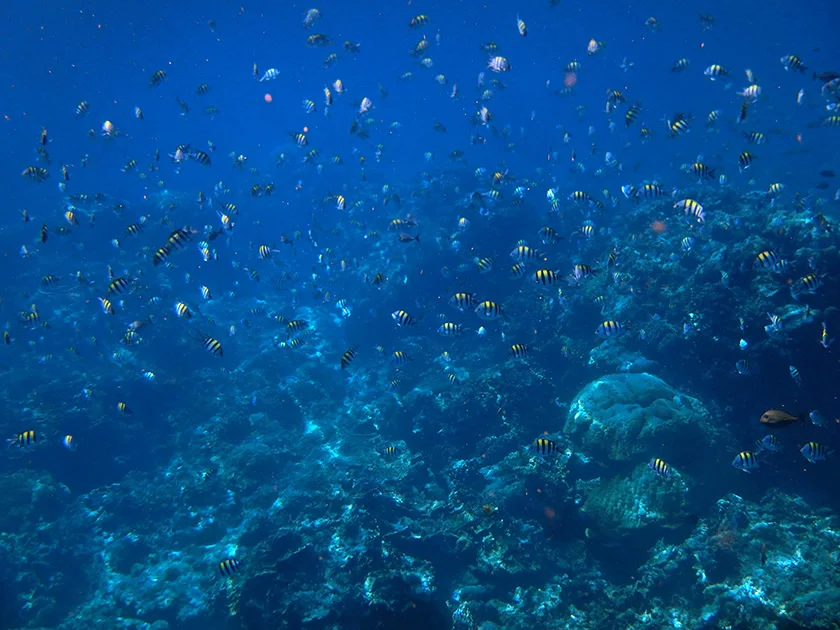 [インドネシアのパリピ秘境・ギリ島旅行記46] トラワンガン島北部の海をビーチからシュノーケルしてみる。