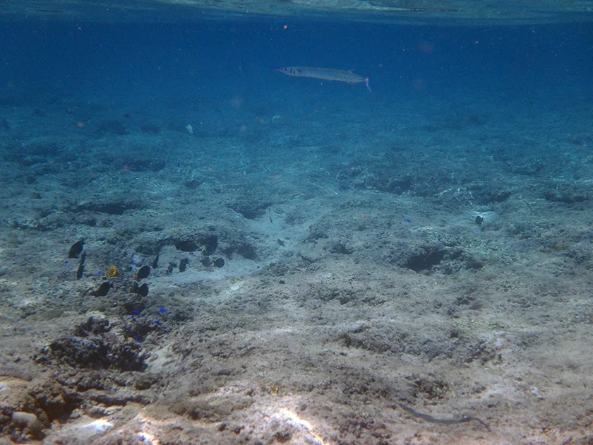 [インドネシアのパリピ秘境・ギリ島旅行記46] トラワンガン島北部の海をビーチからシュノーケルしてみる。