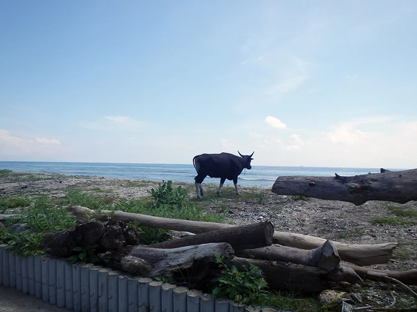 [インドネシアのパリピ秘境・ギリ島旅行記47] ミヅキ、こっちじゃないw