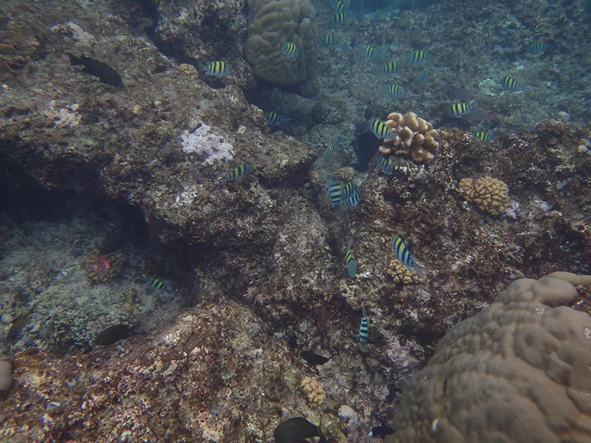 [インドネシアのパリピ秘境・ギリ島旅行記47] ミヅキ、こっちじゃないw