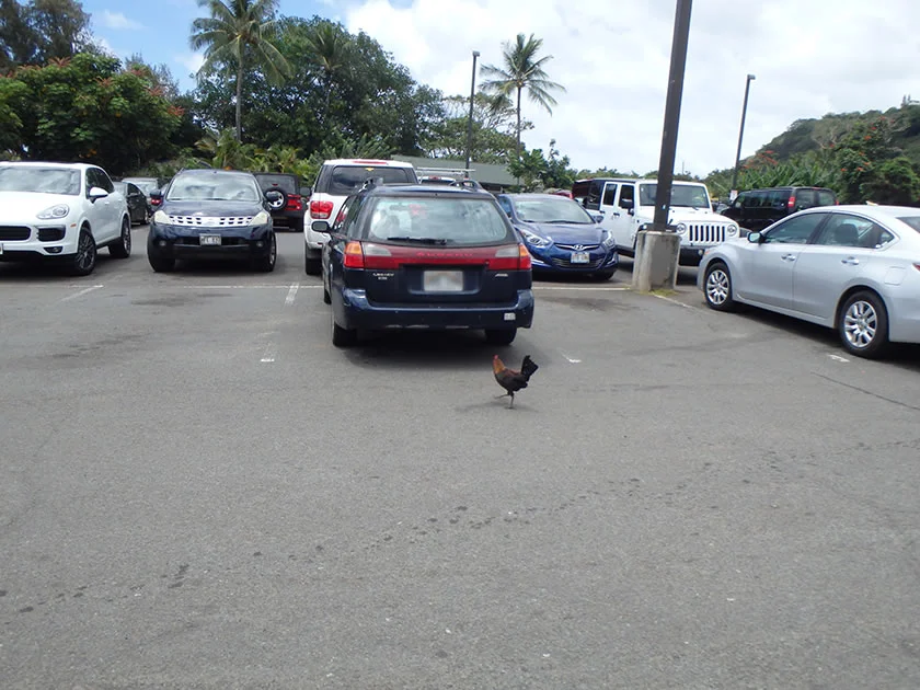 [エアアジアで行く激安ハワイ旅行記29] シャークスコーヴは駐車場いっぱい。フードランドさん助けて!