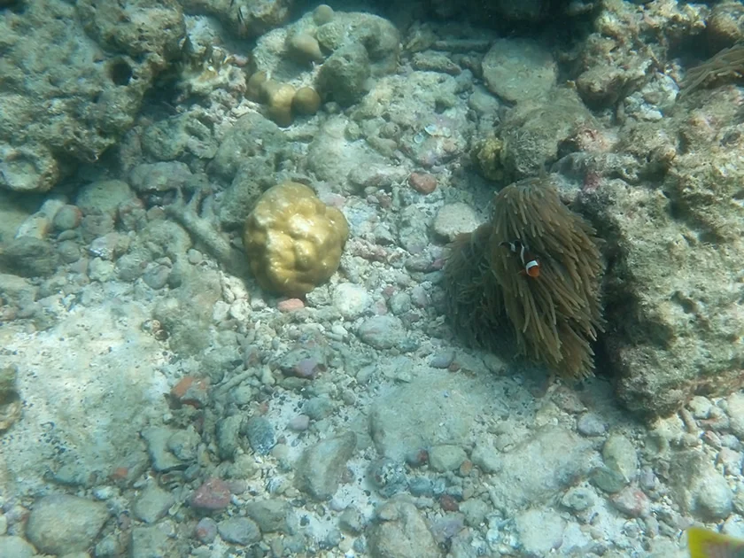 [タイの秘境・ピピ島とプーケットを巡る旅行記31] シュノーケルで見えるピピ島の海の中。