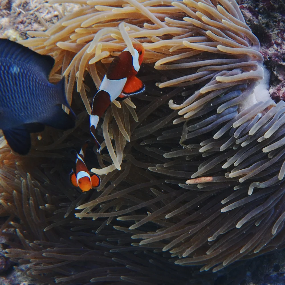 [タイの秘境・ピピ島とプーケットを巡る旅行記31] シュノーケルで見えるピピ島の海の中。