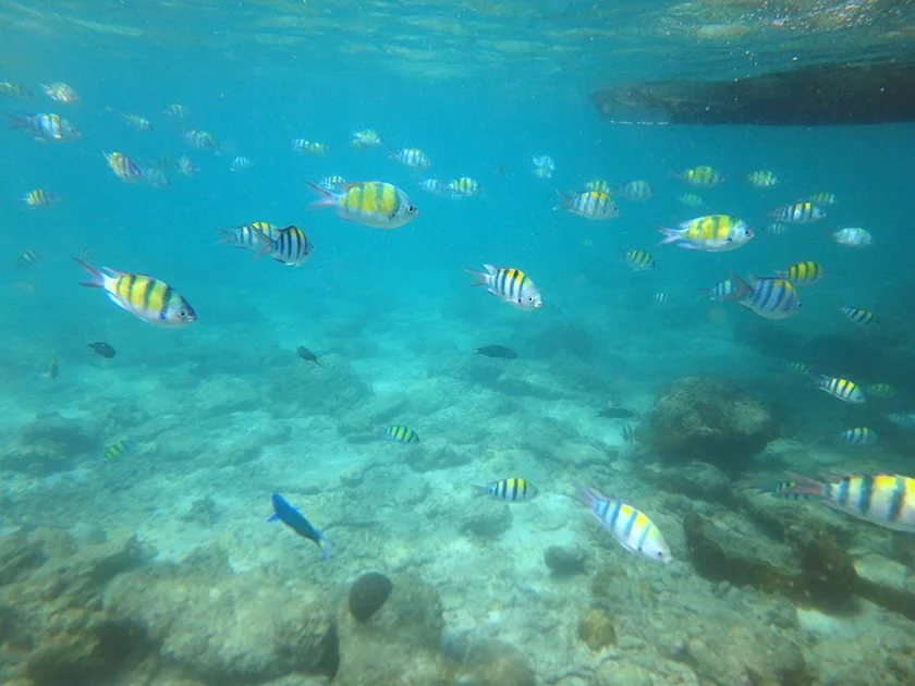 [タイの秘境・ピピ島とプーケットを巡る旅行記32] 魚影の濃さはバナナで決まる。