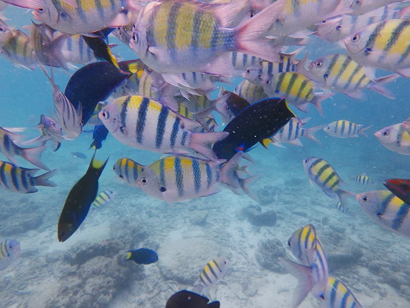 [タイの秘境・ピピ島とプーケットを巡る旅行記32] 魚影の濃さはバナナで決まる。