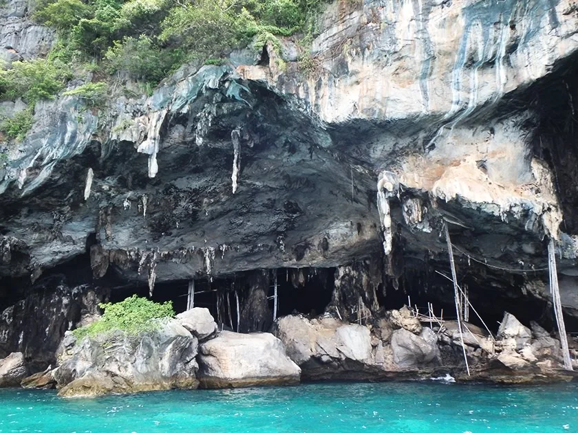 [タイの秘境・ピピ島とプーケットを巡る旅行記37] ピピ島のサル達がバナナ目当てに寄ってきた！近っ！