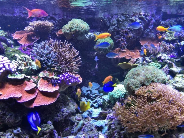 [北欧とアフリカを巡る年末年始の冒険旅行記：北欧編38] マルモのお城はミュージアムだけじゃなくて博物館と水族館にもなっていた。どんだけ欲張りやねんｗ