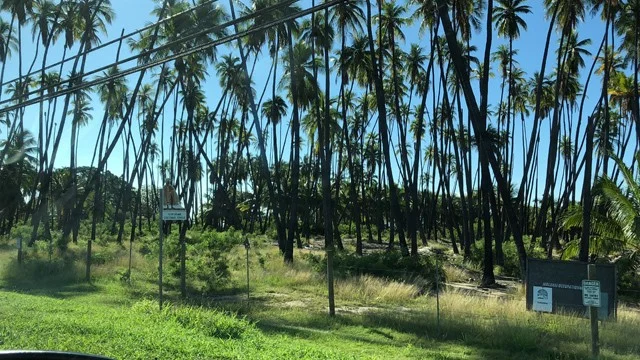 【ポケモンGO】イルミーゼをゲット！見つけた場所 イルミーゼの故郷・ハワイ モロカイ島を紹介！[アローラ地方]