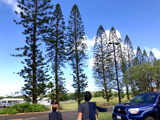 [ハワイ最後の楽園「モロカイ島」旅行記18] まずはAlamoアラモレンタカーを借りよう！