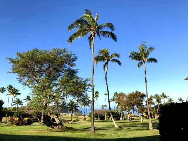 はじめてのハワイ旅行・注意点1:ESTA忘れると飛行機に乗れない!