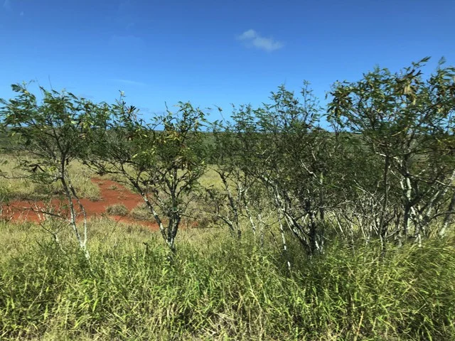 [ハワイ最後の楽園「モロカイ島」旅行記24] モロカイ島の西側カルアコイは驚くほどの絶景！