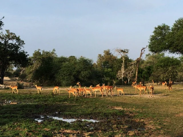 [北欧とアフリカを巡る年末年始の冒険旅行記：サファリ編26] サファリ開始早々、いきなりキリンが現れる。
