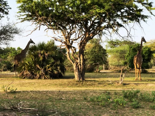[北欧とアフリカを巡る年末年始の冒険旅行記：サファリ編26] サファリ開始早々、いきなりキリンが現れる。