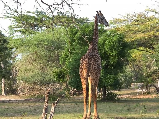 [北欧とアフリカを巡る年末年始の冒険旅行記：サファリ編26] サファリ開始早々、いきなりキリンが現れる。