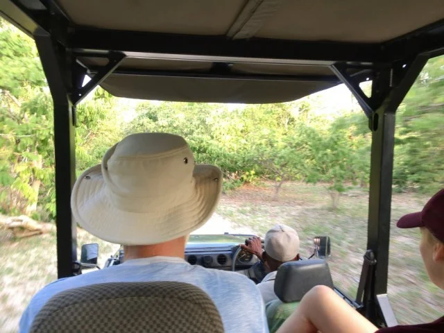[北欧とアフリカを巡る年末年始の冒険旅行記：サファリ編27] ルフィジ川の畔にはクロコダイル。こんな所で水遊びしてたら、命が何個あっても足りなさそう・・・。