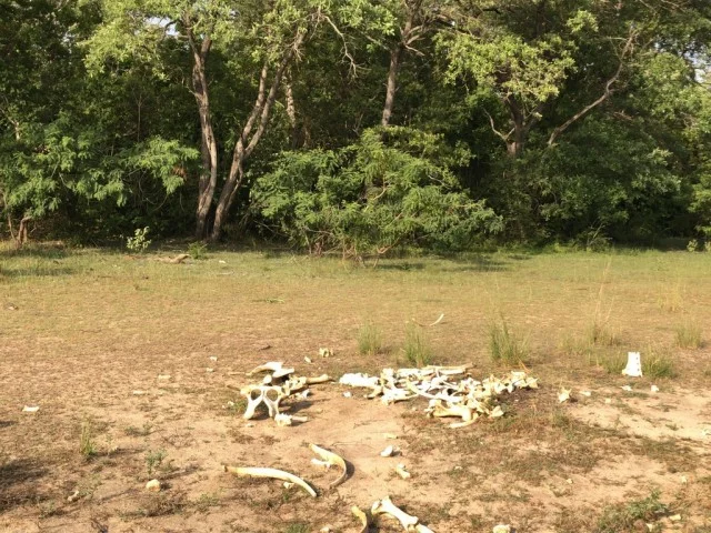[北欧とアフリカを巡る年末年始の冒険旅行記：サファリ編27] ルフィジ川の畔にはクロコダイル。こんな所で水遊びしてたら、命が何個あっても足りなさそう・・・。