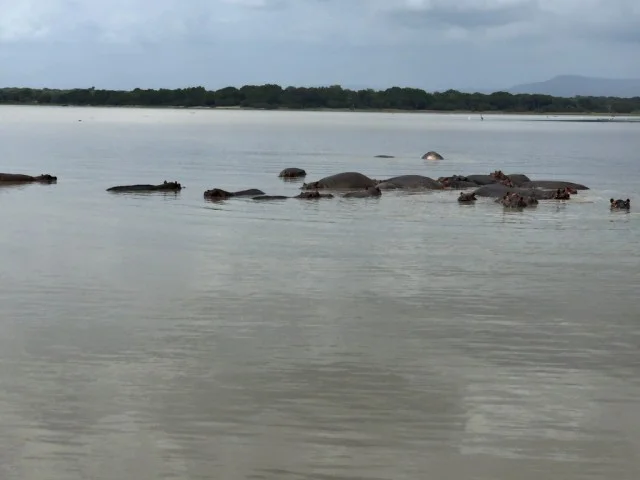 [北欧とアフリカを巡る年末年始の冒険旅行記：サファリ編30] ハイエナの寝床に接近。