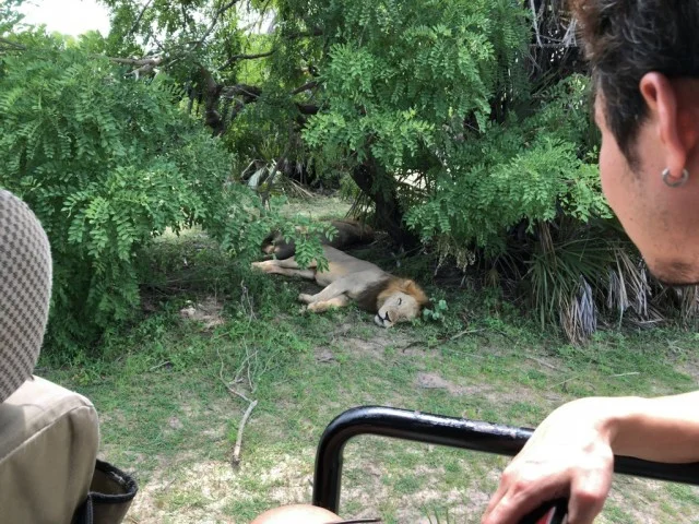 [北欧とアフリカを巡る年末年始の冒険旅行記：サファリ編31] やる気ゼロ（笑）の百獣の王ライオン